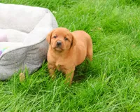AKC Reign , a female Labrador Retriever for sale in Syracuse, IN – 3 of 7