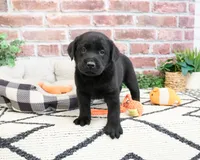 AKC Hulk, a male Labrador Retriever for sale in Syracuse, IN – 4 of 8
