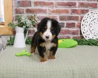 AKC Patriot, a male Bernese Mountain Dog for sale in Syracuse, IN – 1 of 5