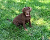 AKC Coco, a female Labrador Retriever for sale in Syracuse, IN – 2 of 10