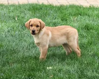AKC Constance, a female Labrador Retriever for sale in Syracuse, IN – 2 of 5