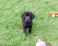 AKC Eloise, a female Labrador Retriever for sale in Syracuse, IN – 5 of 6