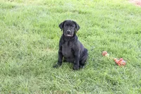 AKC Shawn, a male Labrador Retriever for sale in Syracuse, IN – 5 of 10
