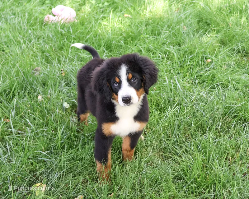 AKC Liberty – Bernese Mountain Dog puppy for sale in Syracuse, IN