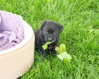 AKC Iridessa , a female Labrador Retriever for sale in Syracuse, IN – 2 of 5