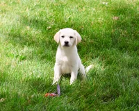 AKC Whitney, a female Labrador Retriever for sale in Syracuse, IN – 2 of 10