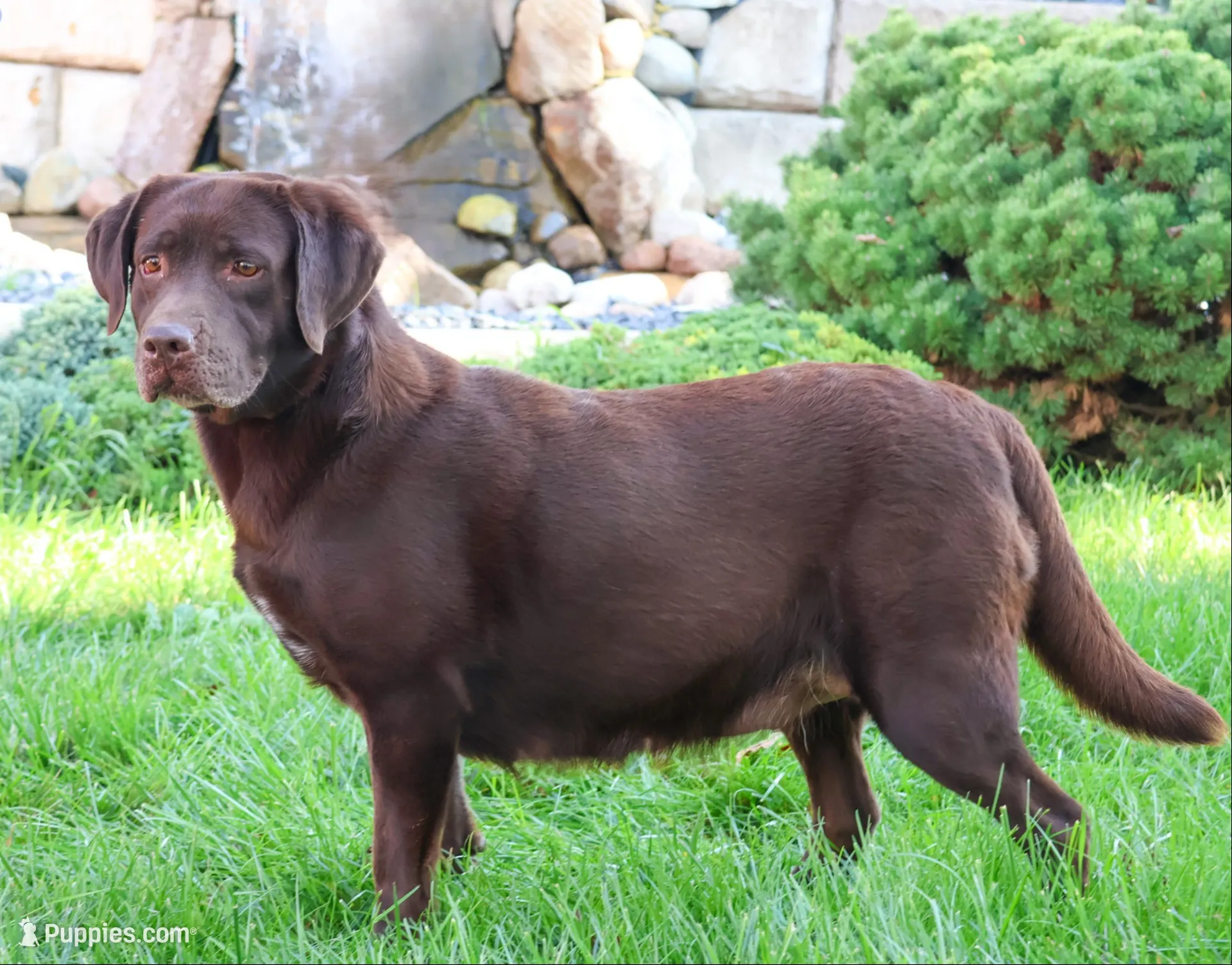 AKC Ezra , a male Labrador Retriever for sale in Syracuse, IN – 7 of 8