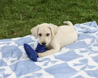 AKC Rambo, a male Labrador Retriever for sale in Syracuse, IN – 2 of 5