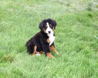 AKC Honor, a male Bernese Mountain Dog for sale in Syracuse, IN – 5 of 10