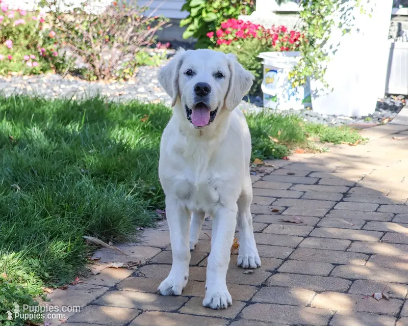 AKC Tori – English Cream Golden Retriever puppy for sale in Syracuse, IN