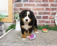 AKC Liberty, a female Bernese Mountain Dog for sale in Syracuse, IN – 1 of 6