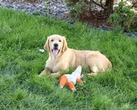 AKC Georgie , a male Golden Retriever for sale in Syracuse, IN – 5 of 10