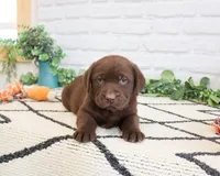 AKC Simba, a male Labrador Retriever for sale in Syracuse, IN – 4 of 6