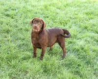 AKC Samuel , a male Labrador Retriever for sale in Syracuse, IN – 1 of 10
