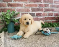 AKC Gilbert, a male Golden Retriever for sale in Syracuse, IN – 1 of 9