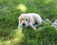 AKC Gilbert, a male Golden Retriever for sale in Syracuse, IN – 7 of 10
