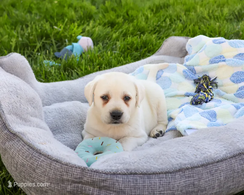 AKC Percival  – Labrador Retriever puppy for sale in Syracuse, IN