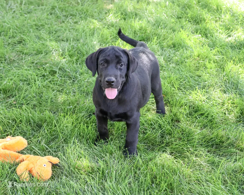 AKC Sebastian  – Labrador Retriever puppy for sale in Syracuse, IN