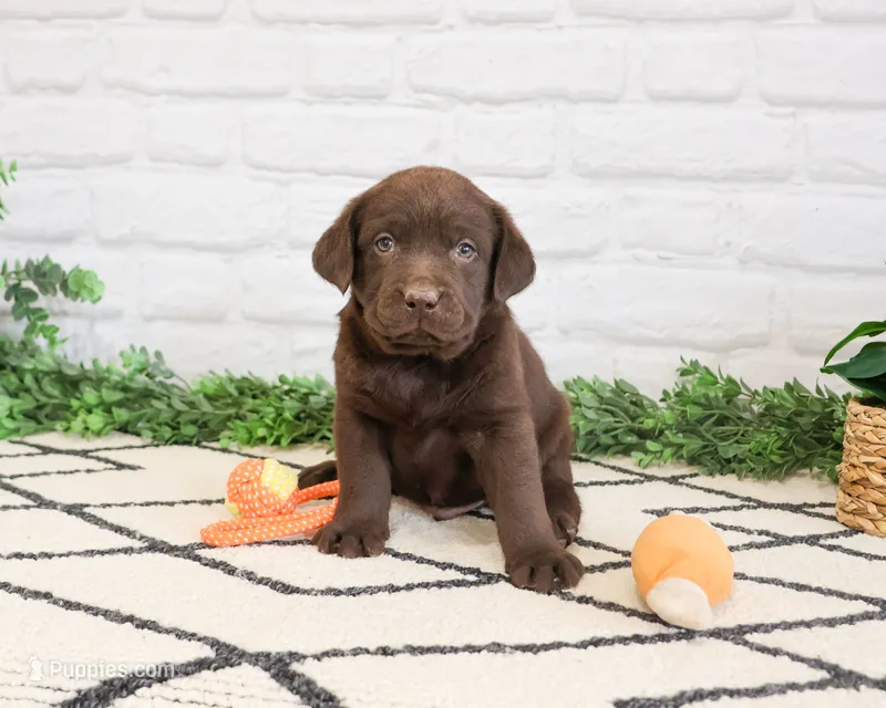 AKC Rafiki  – Labrador Retriever puppy for sale in Syracuse, IN