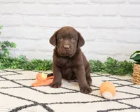 AKC Rafiki , a male Labrador Retriever for sale in Syracuse, IN – 1 of 9
