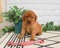 AKC Rebel, a male Labrador Retriever for sale in Syracuse, IN – 4 of 6