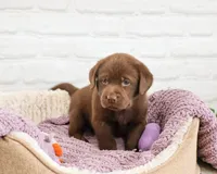 AKC Skye, a female Labrador Retriever for sale in Syracuse, IN – 3 of 7