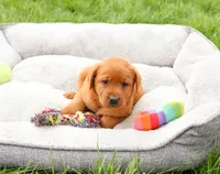 AKC Reign , a female Labrador Retriever for sale in Syracuse, IN – 2 of 7