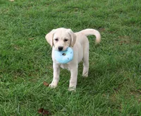 AKC Ranger, a male Labrador Retriever for sale in Syracuse, IN – 2 of 5