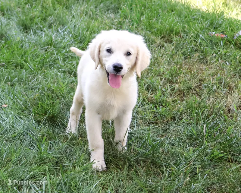 AKC Twinkle – English Cream Golden Retriever puppy for sale in Syracuse, IN