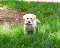AKC Rosetta, a female Labrador Retriever for sale in Syracuse, IN – 5 of 7