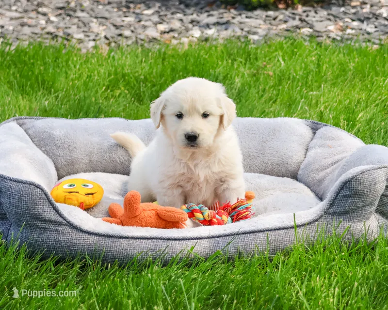 AKC Henry  – English Cream Golden Retriever puppy for sale in Syracuse, IN