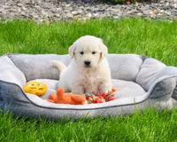 AKC Henry , a male English Cream Golden Retriever for sale in Syracuse, IN – 1 of 7