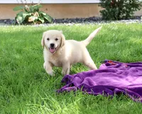 AKC Twinkle, a female English Cream Golden Retriever for sale in Syracuse, IN – 5 of 10