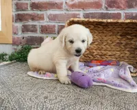 AKC Tallulah, a female English Cream Golden Retriever for sale in Syracuse, IN – 2 of 5