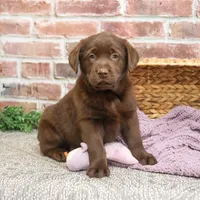 AKC Macy , a female Labrador Retriever for sale in Syracuse, IN – Photo 5 of 8