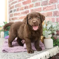 AKC Macy , a female Labrador Retriever for sale in Syracuse, IN – Photo 4 of 8