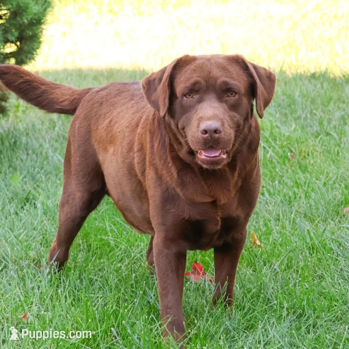 AKC Macy , a female Labrador Retriever for sale in Syracuse, IN – Photo 7 of 7