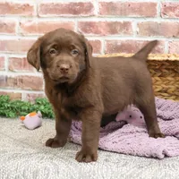 AKC Macy , a female Labrador Retriever for sale in Syracuse, IN – Photo 6 of 8