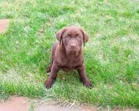 AKC Macy , a female Labrador Retriever for sale in Syracuse, IN – Photo 2 of 8