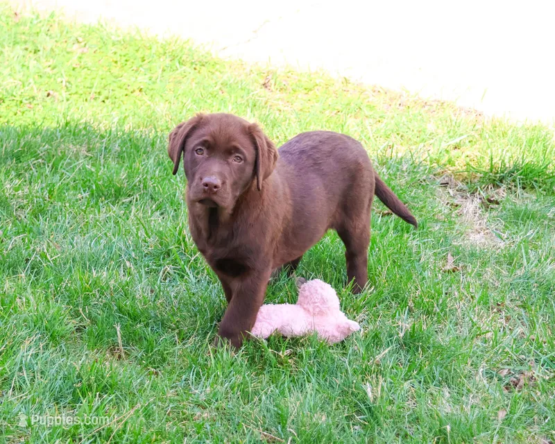 AKC Macy  – Labrador Retriever puppy for sale in Syracuse, IN