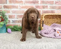 AKC Macy , a female Labrador Retriever for sale in Syracuse, IN – Photo 5 of 7