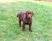 AKC Macy , a female Labrador Retriever for sale in Syracuse, IN – Photo 3 of 8