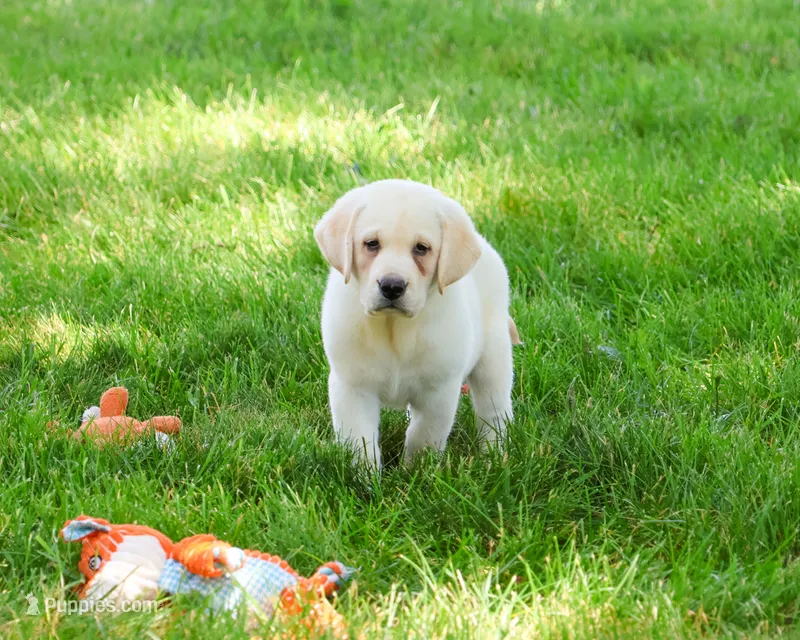 AKC Bucky – Labrador Retriever puppy for sale in Syracuse, IN