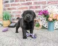 AKC Evangaline, a female Labrador Retriever for sale in Syracuse, IN – 4 of 5