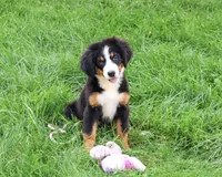 AKC Liberty, a female Bernese Mountain Dog for sale in Syracuse, IN – 5 of 10