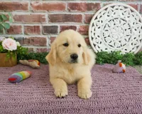 AKC Gwenn, a female Golden Retriever for sale in Syracuse, IN – 3 of 4