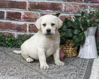 AKC Diamond, a female Labrador Retriever for sale in Syracuse, IN – 4 of 6