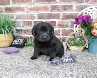 AKC Estelle, a female Labrador Retriever for sale in Syracuse, IN – 3 of 6