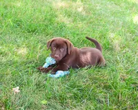 AKC Samuel , a male Labrador Retriever for sale in Syracuse, IN – 3 of 10
