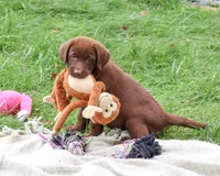 AKC Nutella, a female Labrador Retriever for sale in Syracuse, IN – 4 of 8